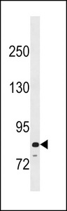 PADI6 Antibody - PADI6 Antibody western blot of mouse stomach tissue lysates (35 ug/lane). The PADI6 Antibody detected the PADI6 protein (arrow).