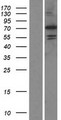 PADI6 Protein - Western validation with an anti-DDK antibody * L: Control HEK293 lysate R: Over-expression lysate