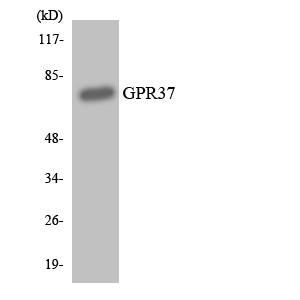 PAEL Receptor / GPR37 Antibody - Western blot analysis of the lysates from HT-29 cells using GPR37 antibody.
