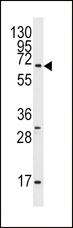 PAEL Receptor / GPR37 Antibody - Western blot of anti-Pael-R (GPR37) Antibody in K562 cell line lysates (35 ug/lane). Pael-R (arrow) was detected using the purified antibody.