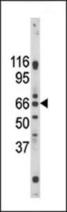 PAEL Receptor / GPR37 Antibody - Western blot of anti-Pael-R (GPR37) antibody in mouse brain tissue lysate. Pael-R (GPR37) (arrow) was detected using the purified antibody.