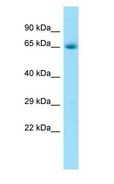 PAEL Receptor / GPR37 Antibody - PAEL Receptor / GPR37 antibody Western Blot of Fetal Heart.  This image was taken for the unconjugated form of this product. Other forms have not been tested.