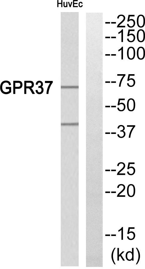 PAEL Receptor / GPR37 Antibody - Western blot analysis of extracts from HuvEc cells, using GPR37 antibody.