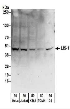 PAFAH1B1 / LIS1 Antibody - Detection of Human, Mouse and Rat LIS-1 by Western Blot. Samples: Whole cell lysate (50 ug) from HeLa, 293T, K562, mouse TCMK-1, and rat C6 cells. Antibodies: Affinity purified rabbit anti-LIS-1 antibody used for WB at 1 ug/ml. Detection: Chemiluminescence with an exposure time of 30 seconds.