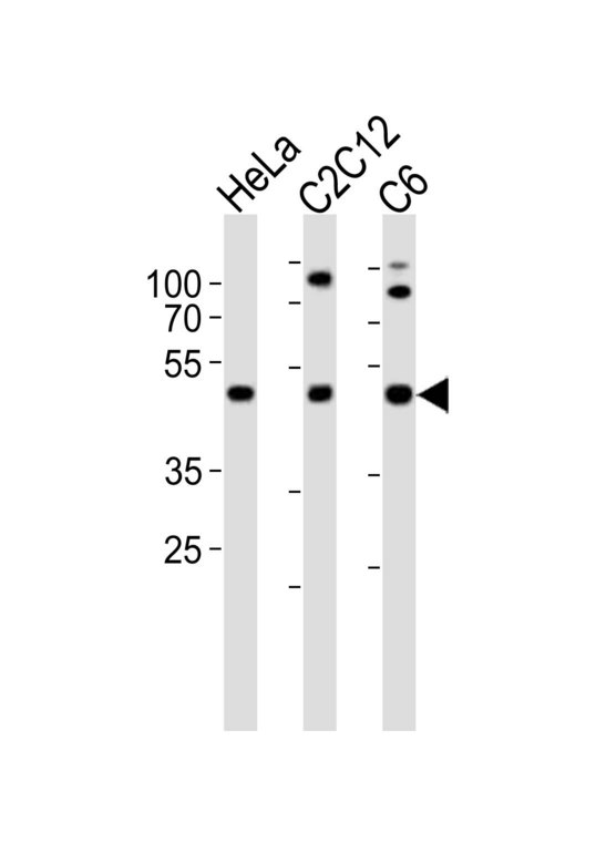 PAFAH1B1 / LIS1 Antibody - Western blot of lysates from HeLa, mouse C2C12, rat C6 cell line (from left to right) with PAFAH1B1 Antibody. Antibody was diluted at 1:1000 at each lane. A goat anti-rabbit IgG H&L (HRP) at 1:10000 dilution was used as the secondary antibody. Lysates at 20 ug per lane.