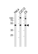 PAFAH1B1 / LIS1 Antibody - Western blot of lysates from HeLa, mouse C2C12, rat C6 cell line (from left to right) with PAFAH1B1 Antibody. Antibody was diluted at 1:1000 at each lane. A goat anti-rabbit IgG H&L (HRP) at 1:10000 dilution was used as the secondary antibody. Lysates at 20 ug per lane.