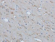 PAFAH1B2 Antibody - Immunohistochemistry of paraffin-embedded Mouse brain using PAFAH1B2 Polyclonal Antibody at dilution of 1:50.