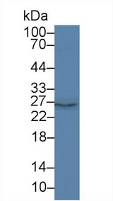 PAFAH1B3 Antibody - Western Blot; Sample: Rat Cerebrum lysate; Primary Ab: 2µg/ml Rabbit Anti-Mouse PAFAH1B3 Antibody Second Ab: 0.2µg/mL HRP-Linked Caprine Anti-Rabbit IgG Polyclonal Antibody