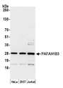 PAFAH1B3 Antibody - Detection of human PAFAH1B3 by western blot. Samples: Whole cell lysate (15 µg) from HeLa, HEK293T, and Jurkat cells prepared using NETN lysis buffer. Antibody: Affinity purified rabbit anti-PAFAH1B3 antibody used for WB at 0.1 µg/ml. Detection: Chemiluminescence with an exposure time of 10 seconds.