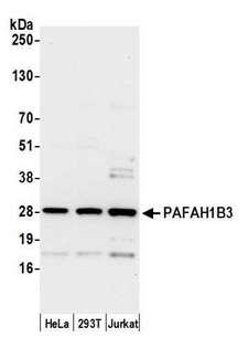 PAFAH1B3 Antibody - Detection of human PAFAH1B3 by western blot. Samples: Whole cell lysate (15 µg) from HeLa, HEK293T, and Jurkat cells prepared using NETN lysis buffer. Antibody: Affinity purified rabbit anti-PAFAH1B3 antibody used for WB at 0.1 µg/ml. Detection: Chemiluminescence with an exposure time of 10 seconds.