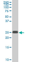 PAFAH1B3 Antibody - PAFAH1B3 monoclonal antibody (M08), clone 3G6. Western blot of PAFAH1B3 expression in Raw 264.7.