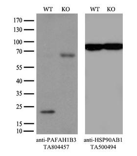 PAFAH1B3 Antibody - Equivalent amounts of cell lysates  and PAFAH1B3-Knockout 293T cells  were separated by SDS-PAGE and immunoblotted with anti-PAFAH1B3 monoclonal antibody(1:100). Then the blotted membrane was stripped and reprobed with anti-HSP90AB1 antibody  as a loading control.