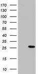 PAFAH1B3 Antibody - HEK293T cells were transfected with the pCMV6-ENTRY control (Left lane) or pCMV6-ENTRY PAFAH1B3 (Right lane) cDNA for 48 hrs and lysed. Equivalent amounts of cell lysates (5 ug per lane) were separated by SDS-PAGE and immunoblotted with anti-PAFAH1B3.