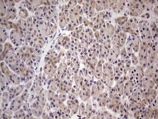 PAFAH1B3 Antibody - Immunohistochemical staining of paraffin-embedded Human pancreas tissue within the normal limits using anti-PAFAH1B3 mouse monoclonal antibody. (Heat-induced epitope retrieval by 1 mM EDTA in 10mM Tris, pH8.5, 120C for 3min,