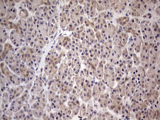 PAFAH1B3 Antibody - IHC of paraffin-embedded Human pancreas tissue using anti-PAFAH1B3 mouse monoclonal antibody. (Heat-induced epitope retrieval by 1 mM EDTA in 10mM Tris, pH8.5, 120°C for 3min).
