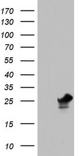 PAFAH1B3 Antibody - HEK293T cells were transfected with the pCMV6-ENTRY control. (Left lane) or pCMV6-ENTRY PAFAH1B3. (Right lane) cDNA for 48 hrs and lysed. Equivalent amounts of cell lysates. (5 ug per lane) were separated by SDS-PAGE and immunoblotted with anti-PAFAH1B3.