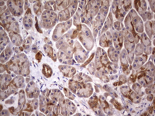 PAFAH1B3 Antibody - Immunohistochemical staining of paraffin-embedded Human pancreas tissue within the normal limits using anti-PAFAH1B3 mouse monoclonal antibody.  Dilution: 1:150