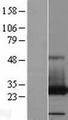 PAFAH1B3 Protein - Western validation with an anti-DDK antibody * L: Control HEK293 lysate R: Over-expression lysate