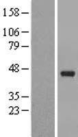 PAFAH2 Protein - Western validation with an anti-DDK antibody * L: Control HEK293 lysate R: Over-expression lysate