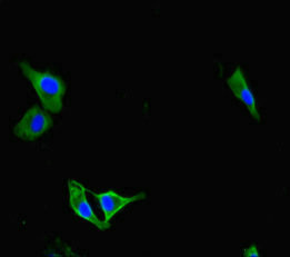PAG1 Antibody - Immunofluorescent analysis of Hela cells diluted at 1:100 and Alexa Fluor 488-congugated AffiniPure Goat Anti-Rabbit IgG(H+L)