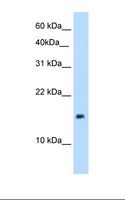 PAGE1 Antibody - 721_B cell lysate. Antibody concentration: 5.0 ug/ml. Gel concentration: 15%.  This image was taken for the unconjugated form of this product. Other forms have not been tested.