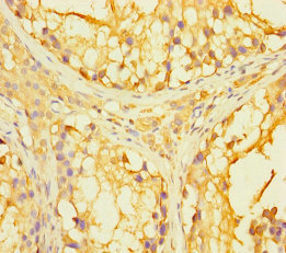 PAGE2B Antibody - Immunohistochemistry of paraffin-embedded human testis tissue using PAGE2B Antibody at dilution of 1:100