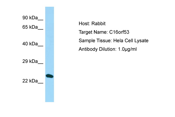 PAGR1 / C16orf53 Antibody -  This image was taken for the unconjugated form of this product. Other forms have not been tested.