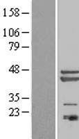 PAGR1 / C16orf53 Protein - Western validation with an anti-DDK antibody * L: Control HEK293 lysate R: Over-expression lysate