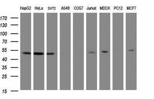 PAI-RBP1 / SERBP1 Antibody - Western blot of extracts (35ug) from 9 different cell lines by using anti-SERBP1 monoclonal antibody (HepG2: human; HeLa: human; SVT2: mouse; A549: human; COS7: monkey; Jurkat: human; MDCK: canine; PC12: rat; MCF7: human).