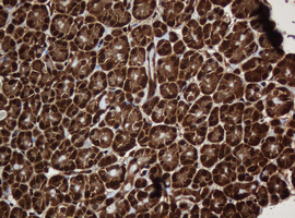 PAI-RBP1 / SERBP1 Antibody - IHC of paraffin-embedded Human pancreas tissue using anti-SERBP1 mouse monoclonal antibody. (Heat-induced epitope retrieval by 10mM citric buffer, pH6.0, 120°C for 3min).