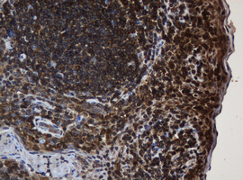 PAI-RBP1 / SERBP1 Antibody - IHC of paraffin-embedded Human tonsil using anti-SERBP1 mouse monoclonal antibody. (Heat-induced epitope retrieval by 10mM citric buffer, pH6.0, 120°C for 3min).