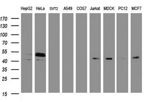 PAI-RBP1 / SERBP1 Antibody - Western blot of extracts (35 ug) from 9 different cell lines by using g anti-SERBP1 monoclonal antibody (HepG2: human; HeLa: human; SVT2: mouse; A549: human; COS7: monkey; Jurkat: human; MDCK: canine; PC12: rat; MCF7: human).