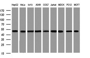 PAI-RBP1 / SERBP1 Antibody - Western blot of extracts (35 ug) from 9 different cell lines by using anti-SERBP1 monoclonal antibody (HepG2: human; HeLa: human; SVT2: mouse; A549: human; COS7: monkey; Jurkat: human; MDCK: canine; PC12: rat; MCF7: human).