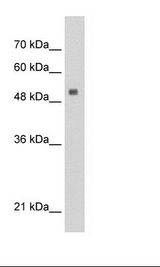 PAI-RBP1 / SERBP1 Antibody - HepG2 Cell Lysate.  This image was taken for the unconjugated form of this product. Other forms have not been tested.