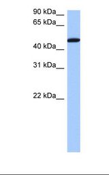 PAI-RBP1 / SERBP1 Antibody - Heart cell lysate. Antibody concentration: 0.5 ug/ml. Gel concentration: 12%.  This image was taken for the unconjugated form of this product. Other forms have not been tested.