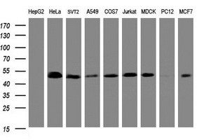 PAI-RBP1 / SERBP1 Antibody - Western blot of extracts (35 ug) from 9 different cell lines by using g anti-SERBP1 monoclonal antibody (HepG2: human; HeLa: human; SVT2: mouse; A549: human; COS7: monkey; Jurkat: human; MDCK: canine; PC12: rat; MCF7: human).