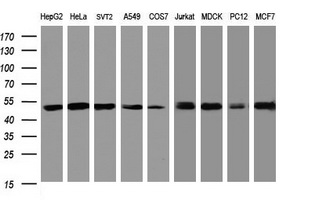 PAI-RBP1 / SERBP1 Antibody - Western blot of extracts (35 ug) from 9 different cell lines by using anti-SERBP1 monoclonal antibody (HepG2: human; HeLa: human; SVT2: mouse; A549: human; COS7: monkey; Jurkat: human; MDCK: canine; PC12: rat; MCF7: human).