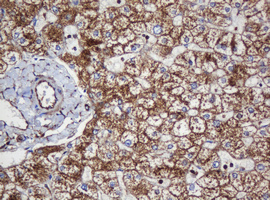 PAI-RBP1 / SERBP1 Antibody - IHC of paraffin-embedded Human liver tissue using anti-SERBP1 mouse monoclonal antibody.