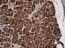 PAI-RBP1 / SERBP1 Antibody - IHC of paraffin-embedded Human pancreas tissue using anti-SERBP1 mouse monoclonal antibody.