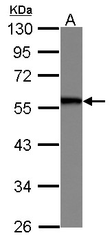 PAI-RBP1 / SERBP1 Antibody - Sample (30 ug of whole cell lysate) A: HeLa 10% SDS PAGE SERBP1 antibody diluted at 1:1000