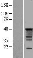 PAI-RBP1 / SERBP1 Protein - Western validation with an anti-DDK antibody * L: Control HEK293 lysate R: Over-expression lysate