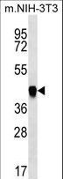 PAICS / ADE2 Antibody - PAICS Antibody western blot of mouse NIH-3T3 cell line lysates (35 ug/lane). The PAICS antibody detected the PAICS protein (arrow).
