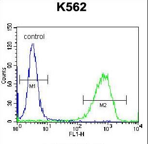 PAICS / ADE2 Antibody - PAICS Antibody flow cytometry of K562 cells (right histogram) compared to a negative control cell (left histogram). FITC-conjugated donkey-anti-rabbit secondary antibodies were used for the analysis.