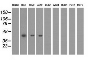 PAICS / ADE2 Antibody - Western blot of extracts (35 ug) from 9 different cell lines by using anti-PAICS monoclonal antibody.
