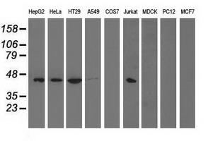 PAICS / ADE2 Antibody - Western blot of extracts (35 ug) from 9 different cell lines by using anti-PAICS monoclonal antibody.