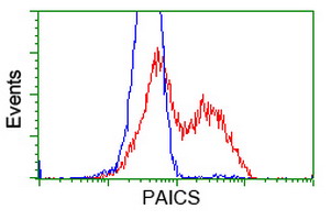 PAICS / ADE2 Antibody - HEK293T cells transfected with either overexpress plasmid (Red) or empty vector control plasmid (Blue) were immunostained by anti-PAICS antibody, and then analyzed by flow cytometry.