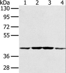 PAICS / ADE2 Antibody - Western blot analysis of HeLa, K562, Raji and Jurkat cell, using PAICS Polyclonal Antibody at dilution of 1:550.