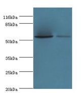 PAIP1 Antibody - Western blot. All lanes: PAIP1 antibody at 8 ug/ml. Lane 1: HeLa whole cell lysate. Lane 2: PC-3 whole cell lysate. Secondary antibody: Goat polyclonal to rabbit at 1:10000 dilution. Predicted band size: 54 kDa. Observed band size: 54 kDa.