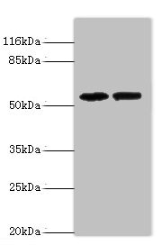 PAIP1 Antibody - Western blot All lanes: PAIP1 antibody at 8µg/ml Lane 1: Hela whole cell lysate Lane 2: PC-3 whole cell lysate Secondary Goat polyclonal to rabbit IgG at 1/10000 dilution Predicted band size: 54, 46, 43 kDa Observed band size: 54 kDa