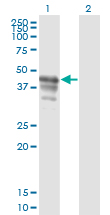 PAIP1 Antibody - Western blot of PAIP1 expression in transfected 293T cell line by PAIP1 monoclonal antibody (M04), clone 2D11.